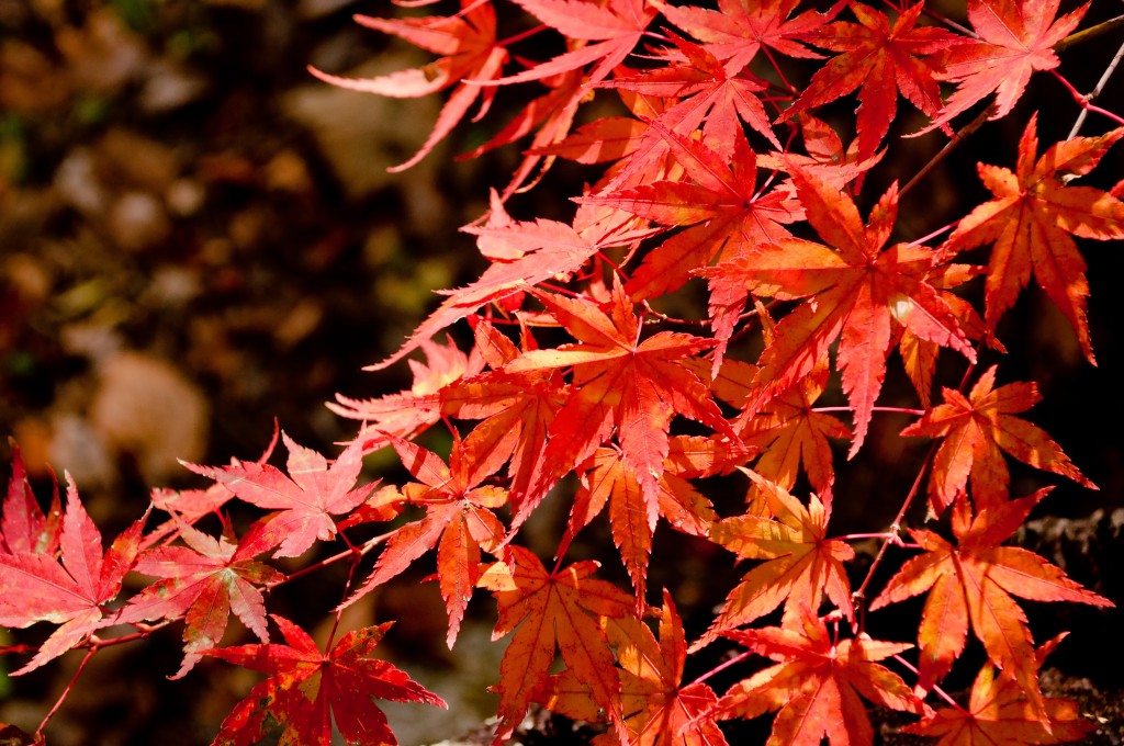 紅葉を楽しもう！2014年おすすめの東京の紅葉スポットとは！